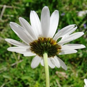 Photographie n°2090153 du taxon Leucanthemum vulgare Lam. [1779]