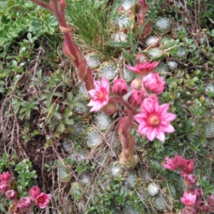 Photographie n°2090180 du taxon Sempervivum montanum L. [1753]