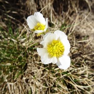 Photographie n°2090197 du taxon Ranunculus pyrenaeus L. [1771]