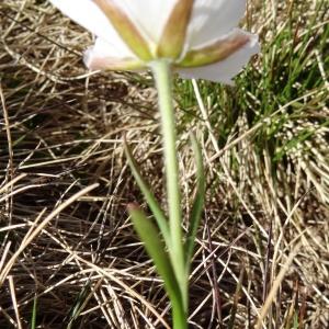 Photographie n°2090199 du taxon Ranunculus pyrenaeus L. [1771]