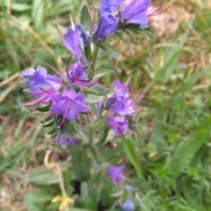 Photographie n°2090200 du taxon Echium vulgare L. [1753]