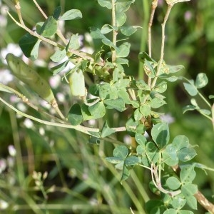 Photographie n°2090259 du taxon Cytisophyllum sessilifolium (L.) O.Lang [1843]