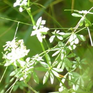 Photographie n°2090263 du taxon Galium aparine L. [1753]