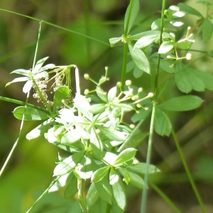 Photographie n°2090264 du taxon Galium aparine L. [1753]