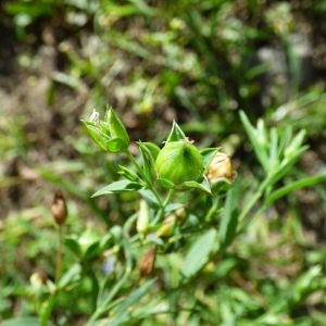 Photographie n°2090441 du taxon Linum usitatissimum L. [1753]