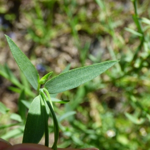 Photographie n°2090443 du taxon Linum usitatissimum L. [1753]