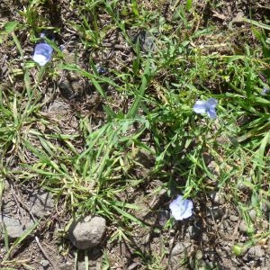 Photographie n°2090444 du taxon Linum usitatissimum L. [1753]