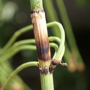 Photographie n°2090606 du taxon Equisetum ramosissimum Desf. [1799]