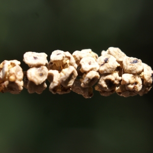 Photographie n°2090613 du taxon Equisetum ramosissimum Desf. [1799]