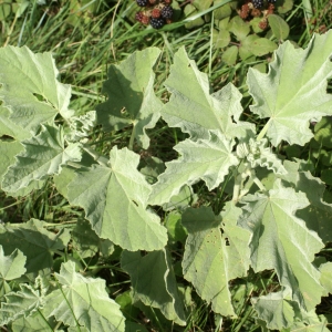 Photographie n°2090623 du taxon Althaea officinalis L.