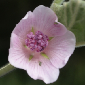 Photographie n°2090629 du taxon Althaea officinalis L.