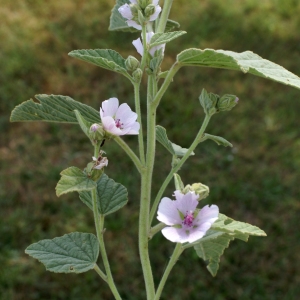 Photographie n°2090638 du taxon Althaea officinalis L.