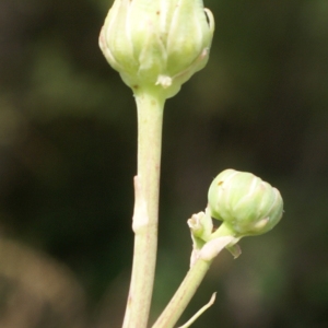 Photographie n°2090650 du taxon Sonchus maritimus L. [1759]