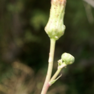 Photographie n°2090651 du taxon Sonchus maritimus L. [1759]