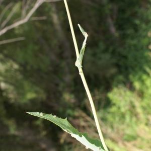 Photographie n°2090652 du taxon Sonchus maritimus L. [1759]