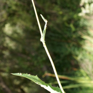 Photographie n°2090653 du taxon Sonchus maritimus L. [1759]