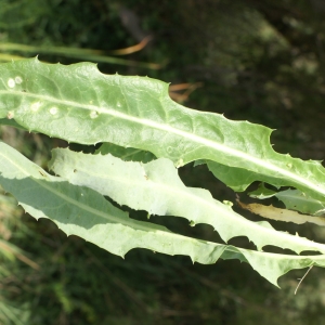 Photographie n°2090654 du taxon Sonchus maritimus L. [1759]
