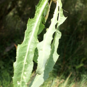 Photographie n°2090655 du taxon Sonchus maritimus L. [1759]