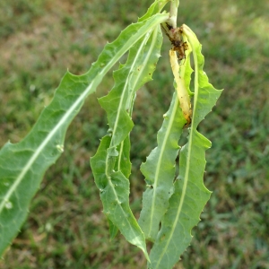 Photographie n°2090656 du taxon Sonchus maritimus L. [1759]