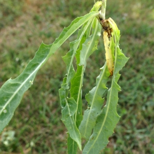 Photographie n°2090657 du taxon Sonchus maritimus L. [1759]