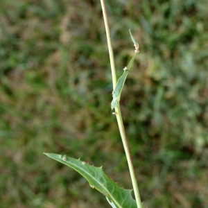 Photographie n°2090658 du taxon Sonchus maritimus L. [1759]