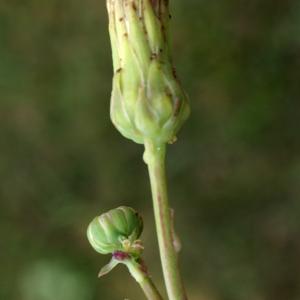 Photographie n°2090659 du taxon Sonchus maritimus L. [1759]