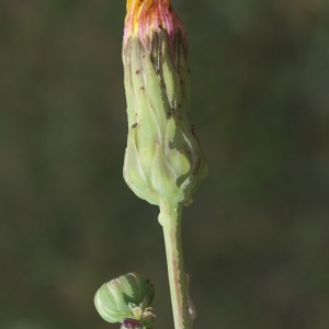 Photographie n°2090660 du taxon Sonchus maritimus L. [1759]