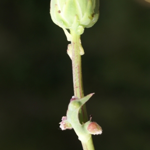 Photographie n°2090661 du taxon Sonchus maritimus L. [1759]
