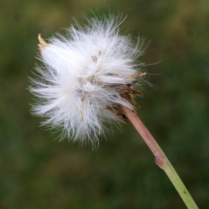 Photographie n°2090662 du taxon Sonchus maritimus L. [1759]