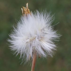 Photographie n°2090663 du taxon Sonchus maritimus L. [1759]