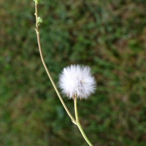 Photographie n°2090664 du taxon Sonchus maritimus L. [1759]