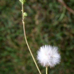 Photographie n°2090665 du taxon Sonchus maritimus L. [1759]