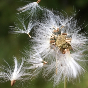 Photographie n°2090666 du taxon Sonchus maritimus L. [1759]