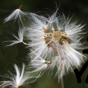Photographie n°2090667 du taxon Sonchus maritimus L. [1759]