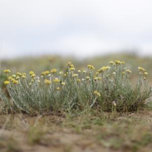 Photographie n°2090780 du taxon Helichrysum stoechas (L.) Moench [1794]