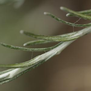 Photographie n°2090782 du taxon Helichrysum stoechas (L.) Moench [1794]