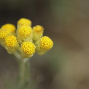 Photographie n°2090791 du taxon Helichrysum stoechas (L.) Moench [1794]