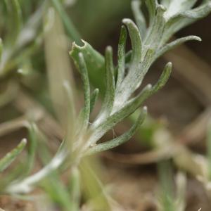 Photographie n°2090794 du taxon Helichrysum stoechas (L.) Moench [1794]