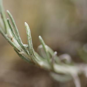 Photographie n°2090796 du taxon Helichrysum stoechas (L.) Moench [1794]