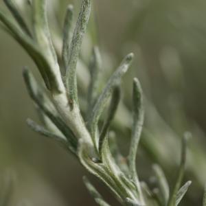 Photographie n°2090812 du taxon Helichrysum stoechas (L.) Moench [1794]