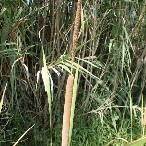 Photographie n°2090819 du taxon Typha domingensis (Pers.) Steud. [1821]