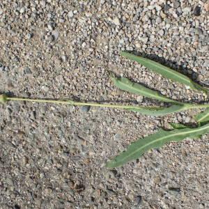 Photographie n°2090825 du taxon Sonchus maritimus L. [1759]