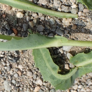 Photographie n°2090826 du taxon Sonchus maritimus L. [1759]