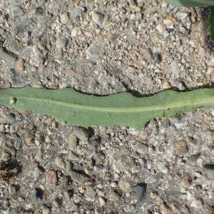 Photographie n°2090827 du taxon Sonchus maritimus L. [1759]