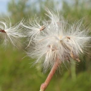 Photographie n°2090828 du taxon Sonchus maritimus L. [1759]