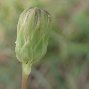 Photographie n°2090829 du taxon Sonchus maritimus L. [1759]