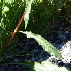 Photographie n°2090873 du taxon Rumex crispus L. [1753]