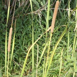 Photographie n°2090945 du taxon Typha domingensis (Pers.) Steud. [1821]