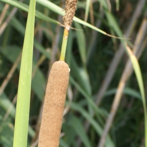 Photographie n°2090947 du taxon Typha domingensis (Pers.) Steud. [1821]