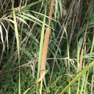 Photographie n°2090949 du taxon Typha domingensis (Pers.) Steud. [1821]